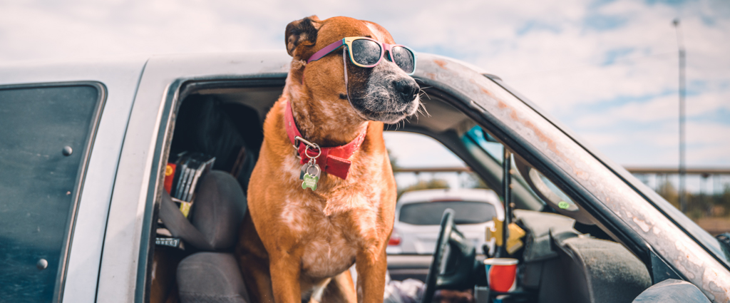 dog with it's head out of a truck window wearing sunglasses